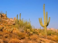 Arizona x-ray films recycling